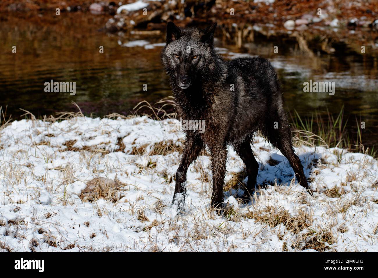 Un primo piano di un Canis lupus pambasileus in una foresta innevata in una fredda giornata invernale Foto Stock