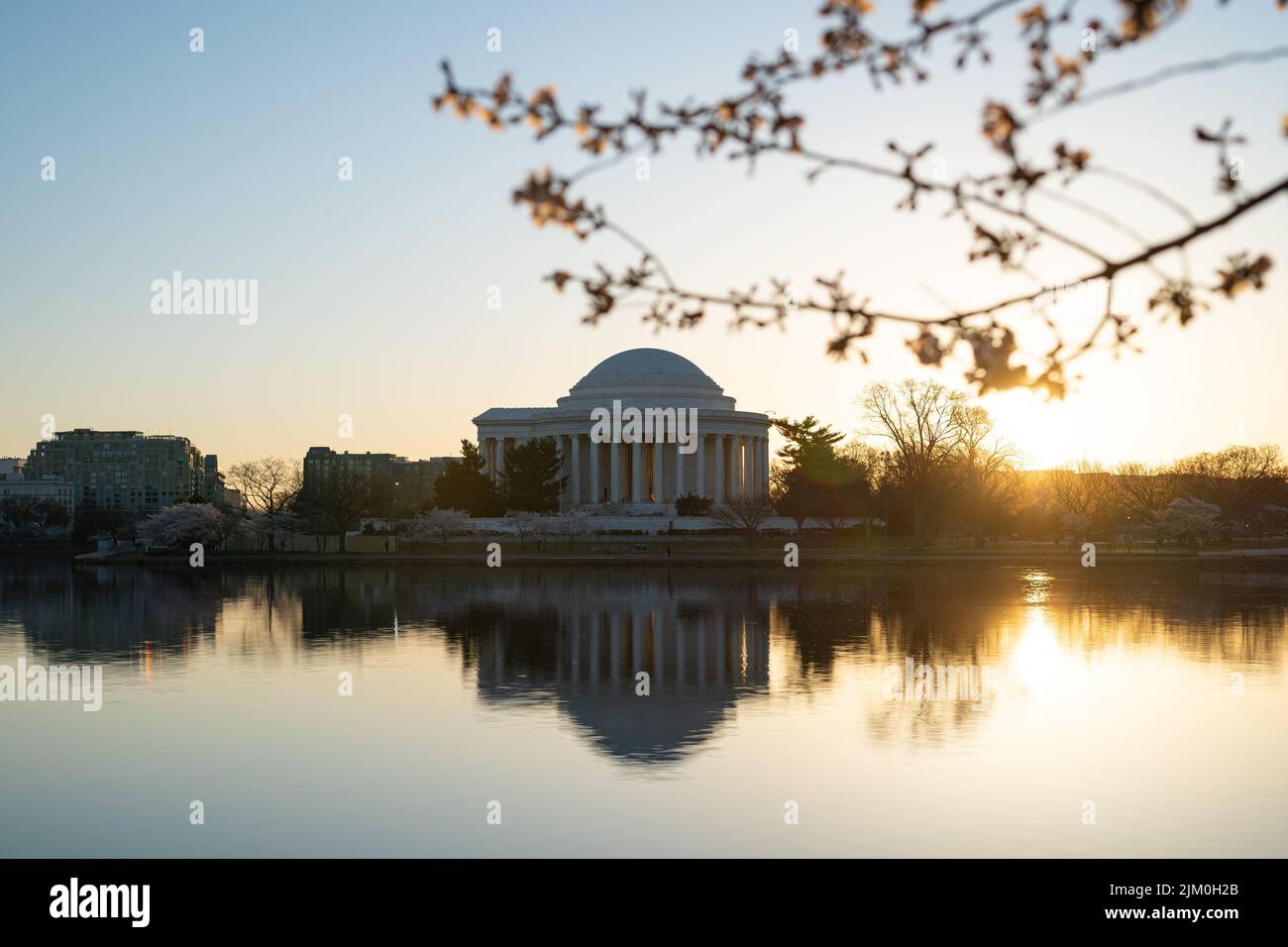 Una foto all'alba del Jefferson Memorial e dei fiori di ciliegia al bacino del Tidal durante la fioritura di picco. Foto Stock