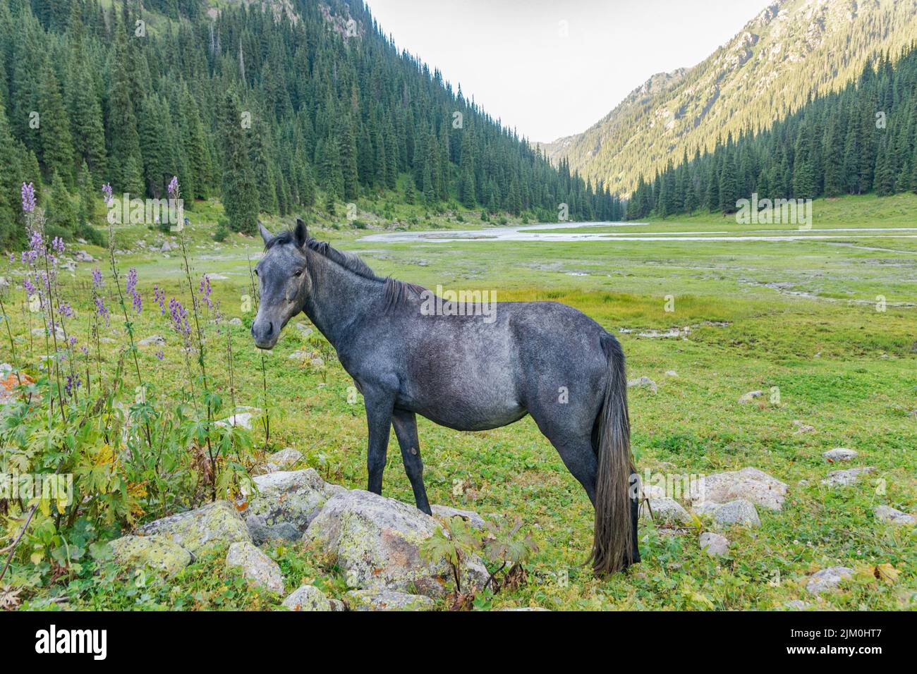 Giovane cavallo grigio in montagna. Kirghizistan, Foto Stock