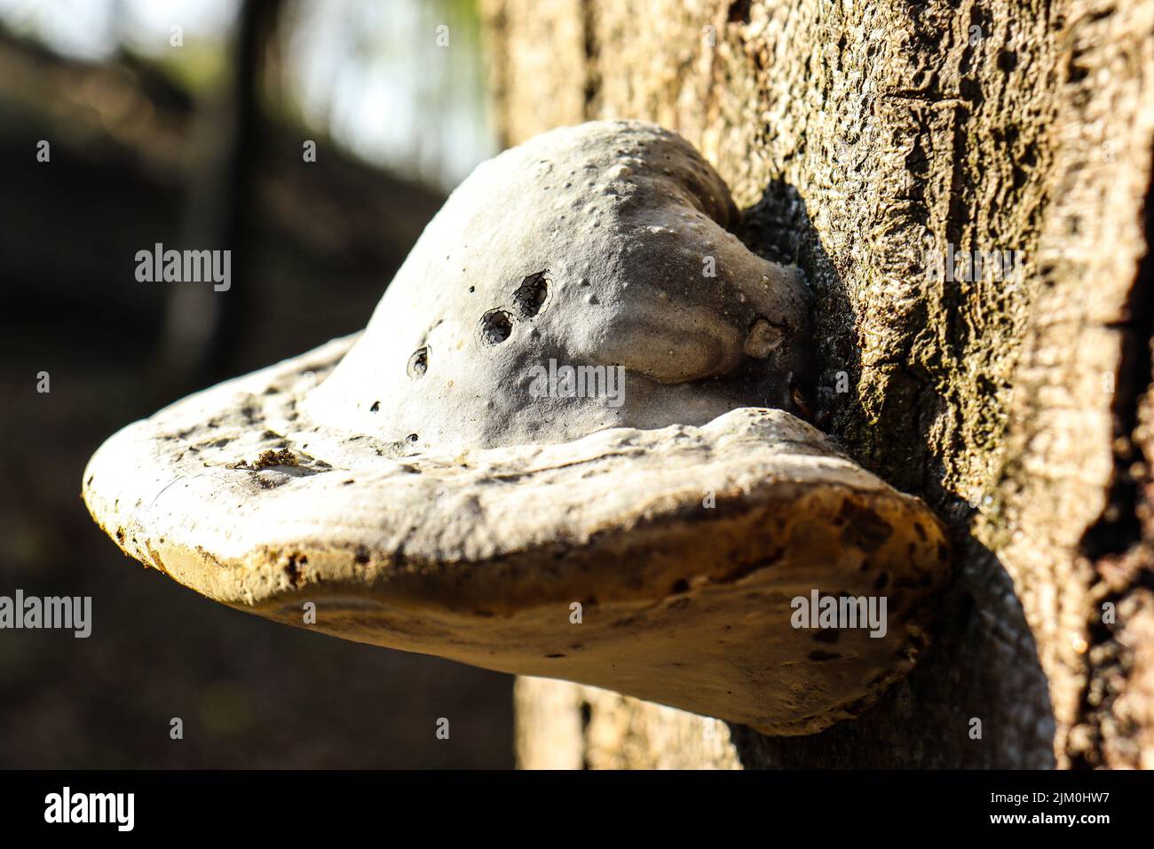 Un macrospore di funghi Polypores cresciuti sul tronco di un albero su uno sfondo sfocato Foto Stock