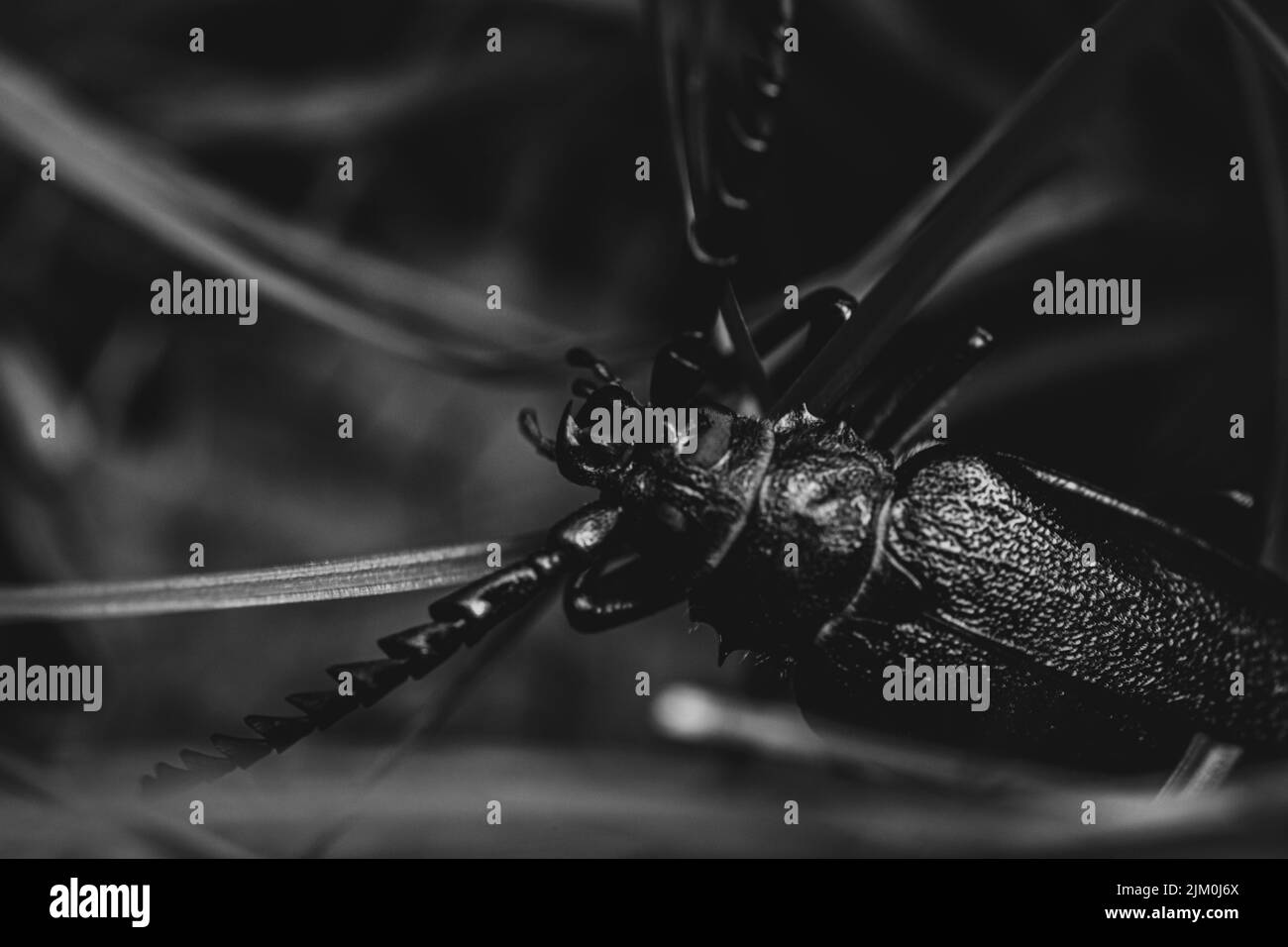 Una macro in scala di grigi di un bug con lunghi whiskers Foto Stock