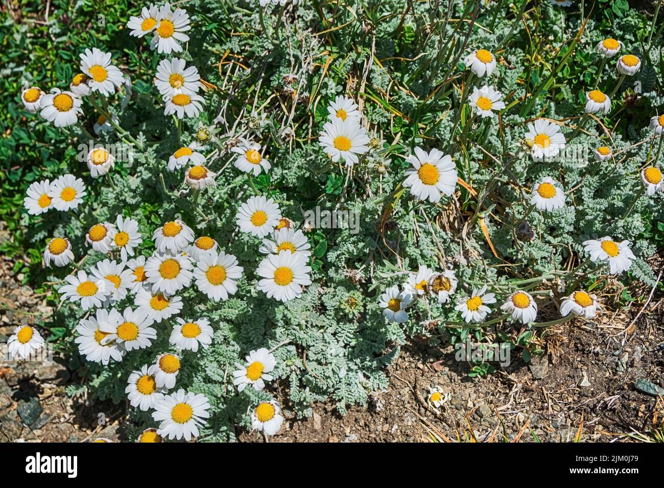 Camomiles selvaggi nella montagna del Kirghizistan. Karakol. Foto Stock