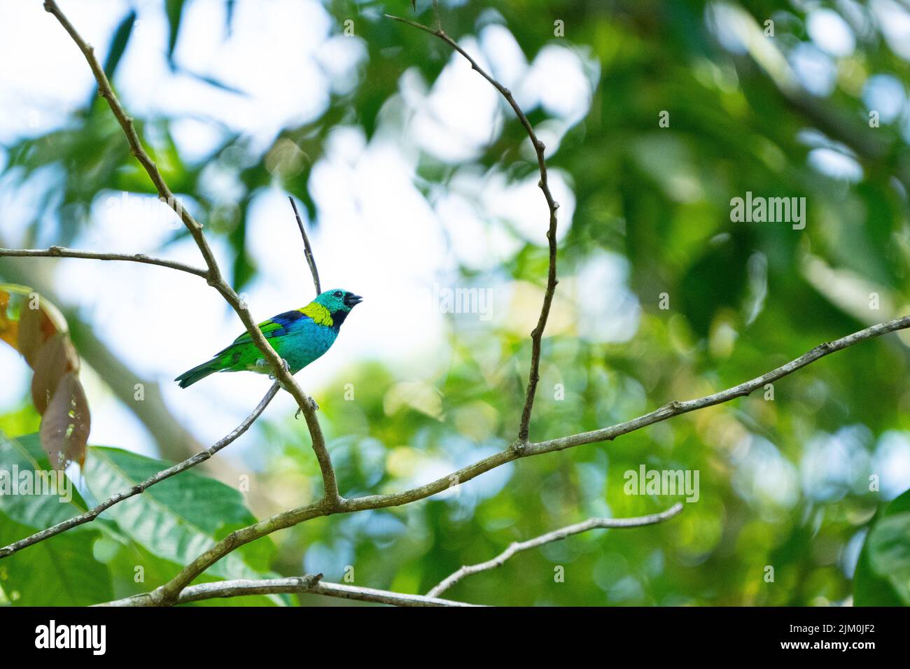 Una nave cisterna a testa verde arroccata su un ramo Foto Stock