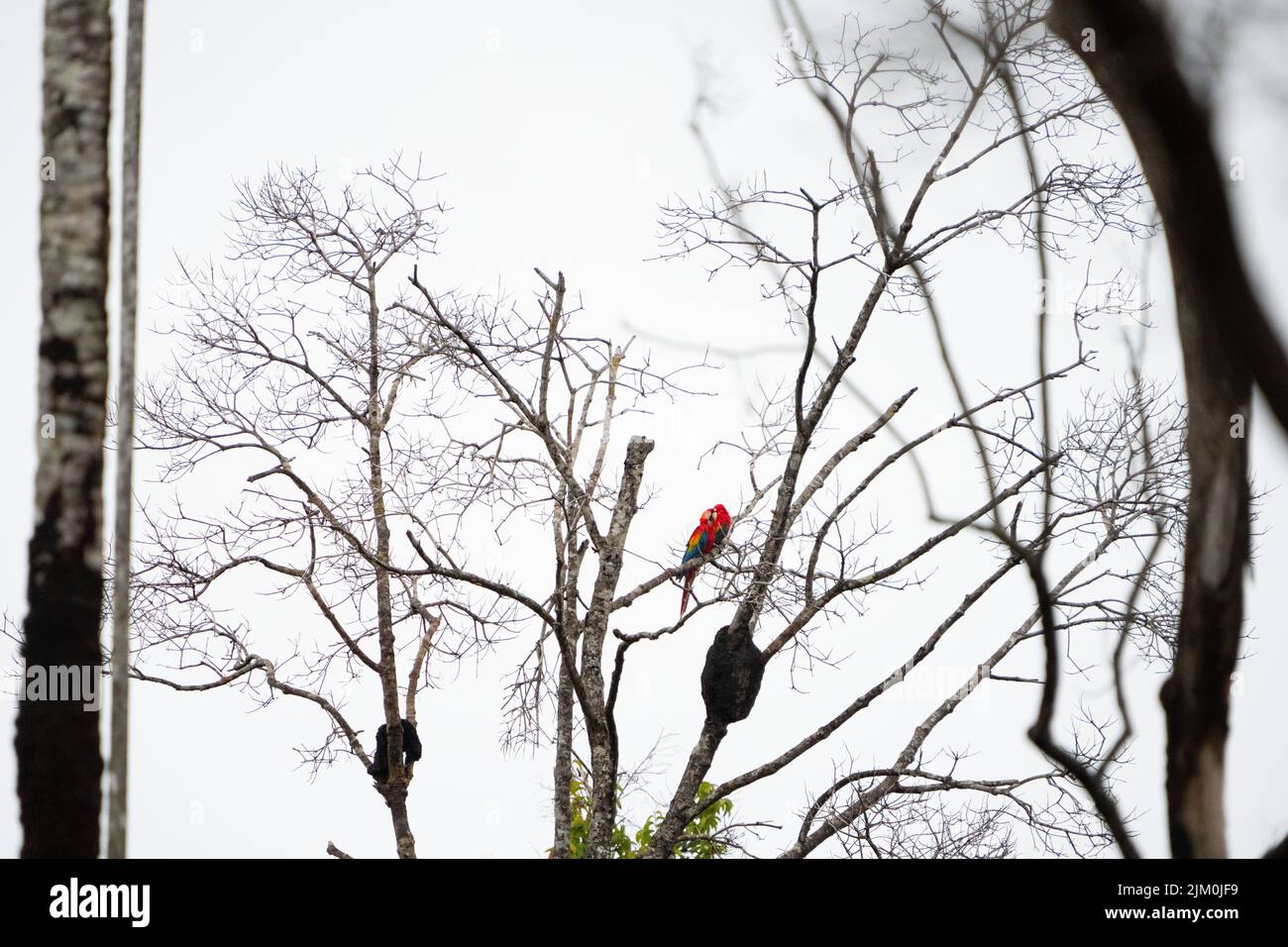 Due pappagalli macaw arroccati su un albero Foto Stock