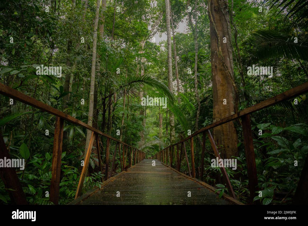 Un ponte di legno vuoto nel bosco Foto Stock