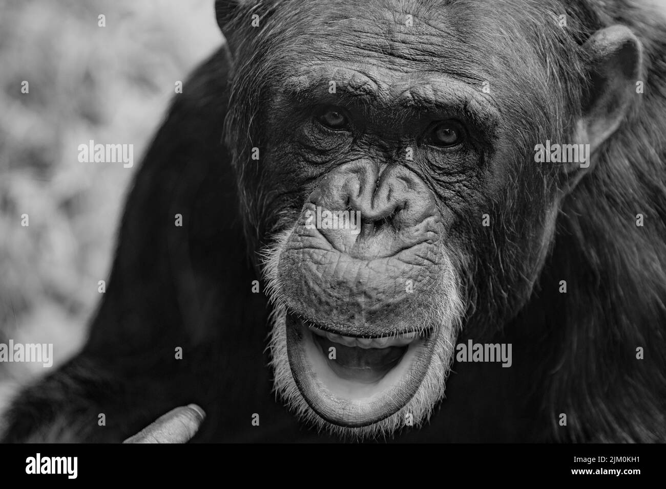 Un primo piano in scala di grigi dello scimpanzé, Pan Troglodytes. Ritratto animale. Foto Stock