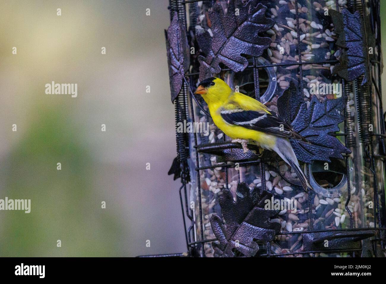 Un primo piano del finco americano arroccato sul mangiatoia per uccelli. Tristis di Spinus. Foto Stock