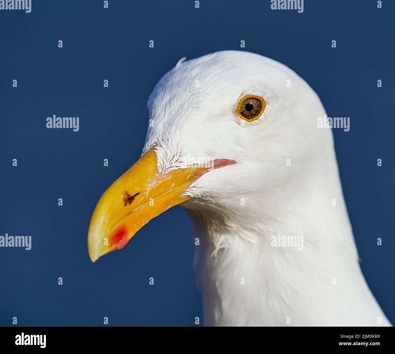 Un profilo di primo piano di una testa di gabbiano occidentale con cielo blu sullo sfondo Foto Stock