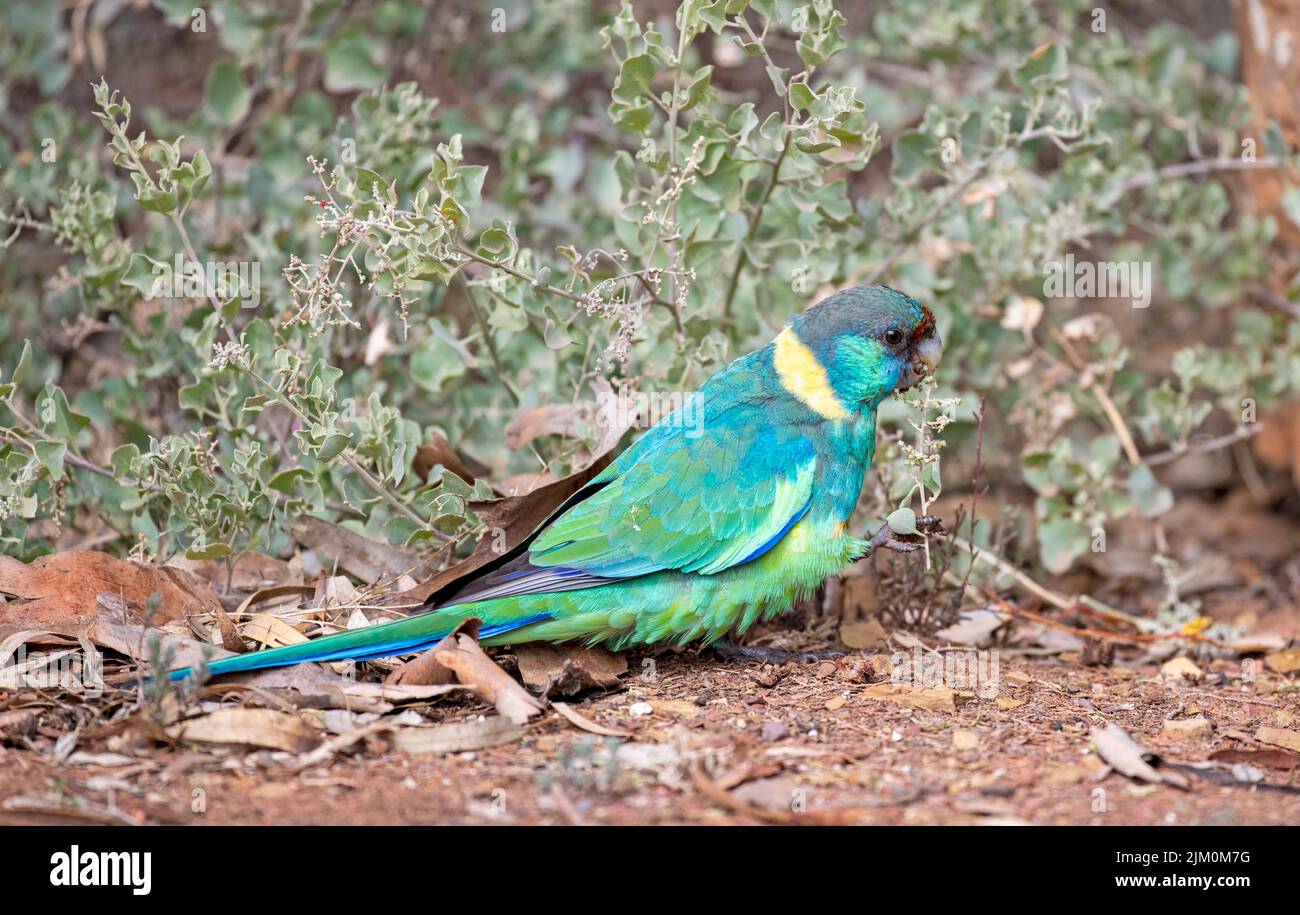 Pappagallo ad anello di Port lincoln nelle gamme di flinders, Australia Meridionale. Foto Stock