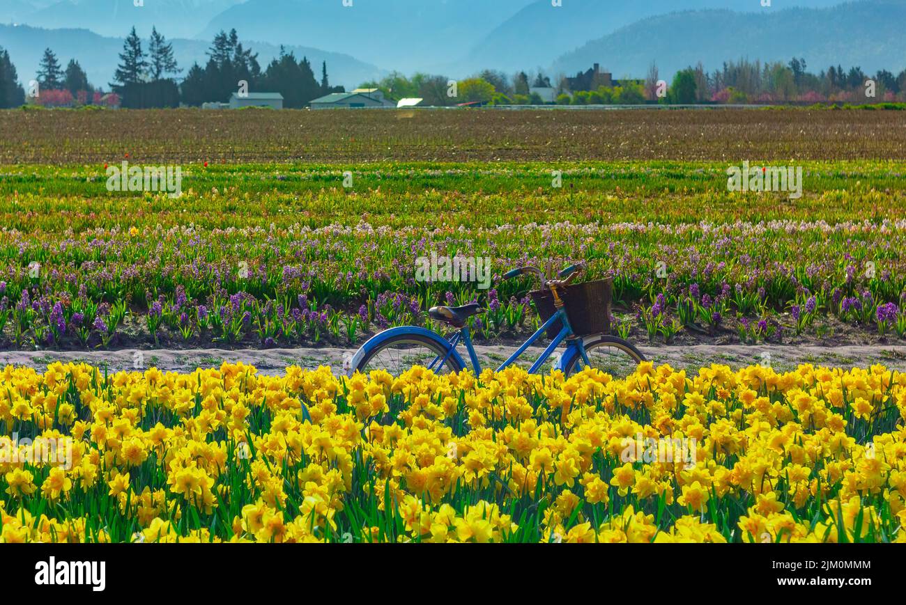 Bicicletta blu con un cesto in un bel campo di narcisi e bluebells. Chilliwack Tulip festival. British Columbia, Canada. Foto Stock