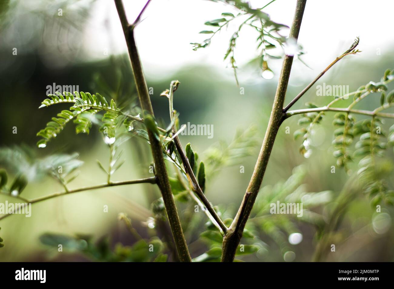 Il focus selettivo sparato di rami Fern o Polypodiopsida - un membro di un gruppo di piante vascolari che senza piante e fiori Foto Stock