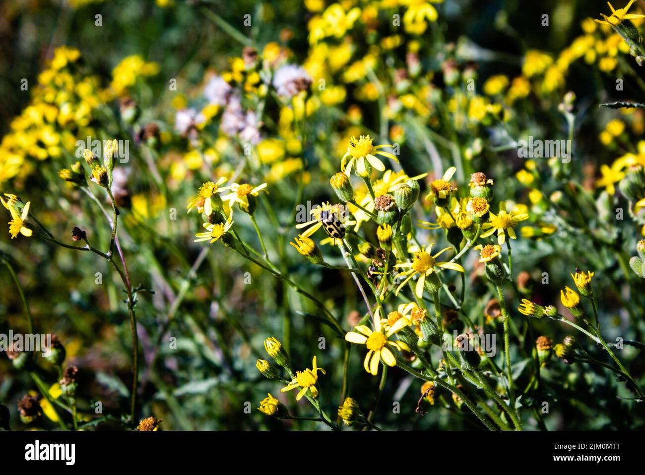 Il primo piano di comune arazzo o Senecio vulgaris giardino fiori gialli Foto Stock