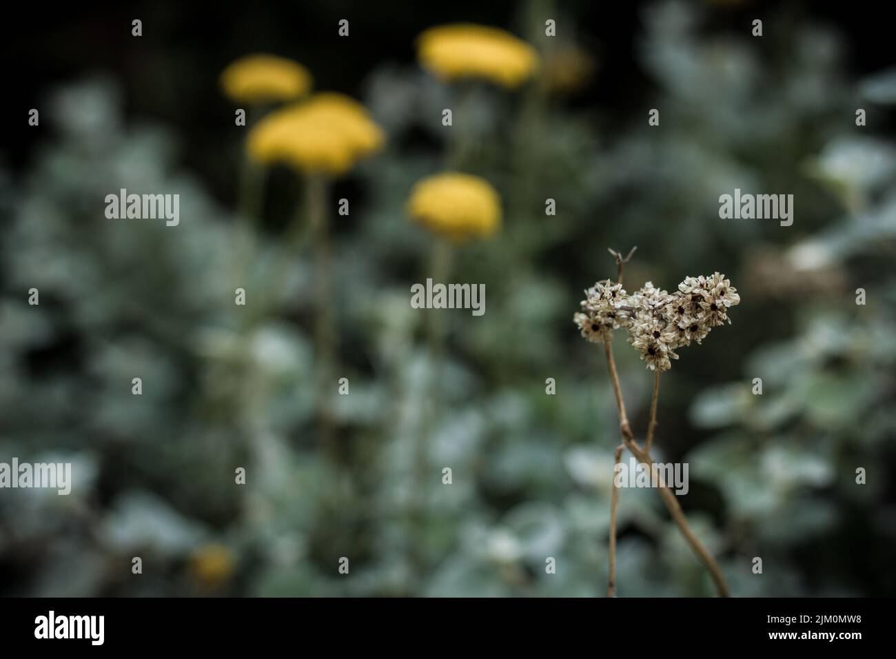 Il Tanacetum è un genere di 160 specie di piante da fiore della famiglia delle Asteracee, originarie di molte regioni dell'emisfero settentrionale. Foto Stock