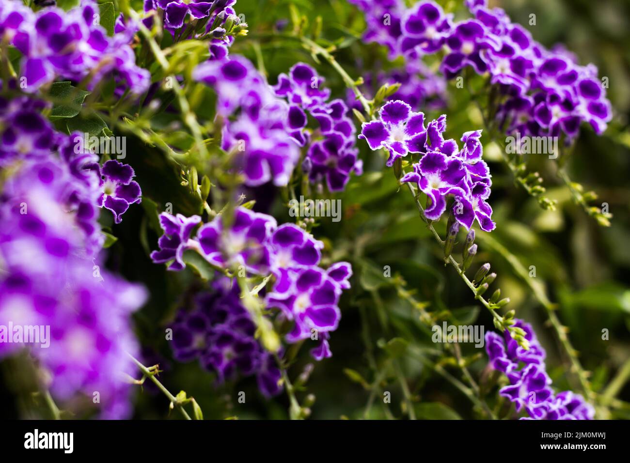 Il primo piano di fiori viola Duranta Foto Stock