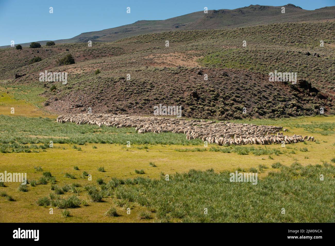 Sugo di carne di pecora in open country Foto Stock