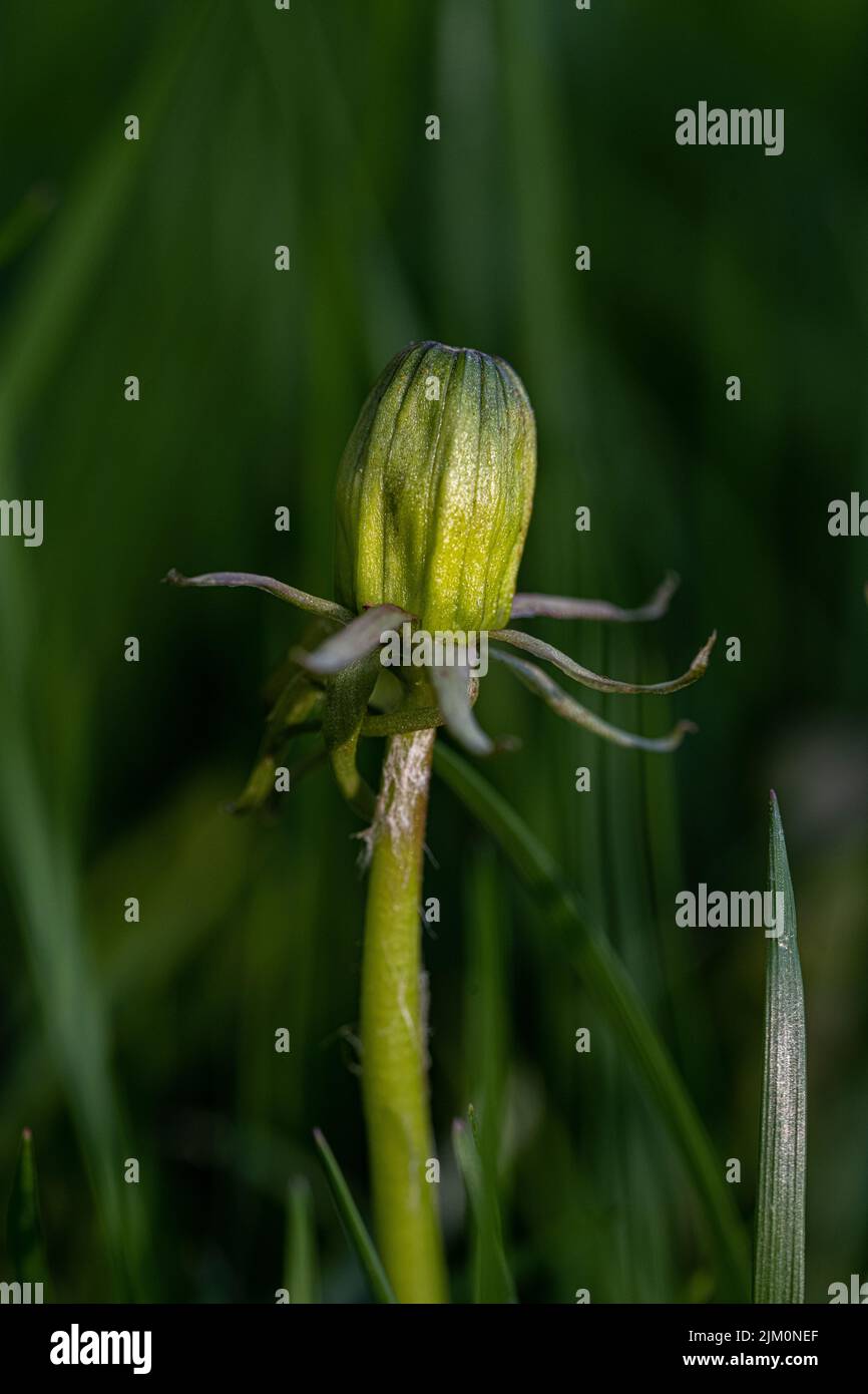 Un tiro verticale di un germoglio di fiori di dente di leone in un campo Foto Stock