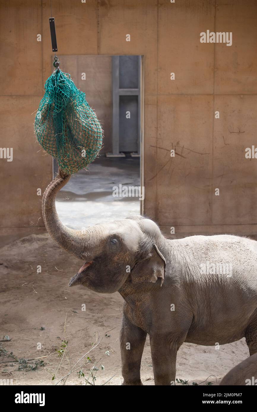 Un tiro verticale di un simpatico elefante che mangia fieno da una borsa appesa al soffitto in un fienile Foto Stock