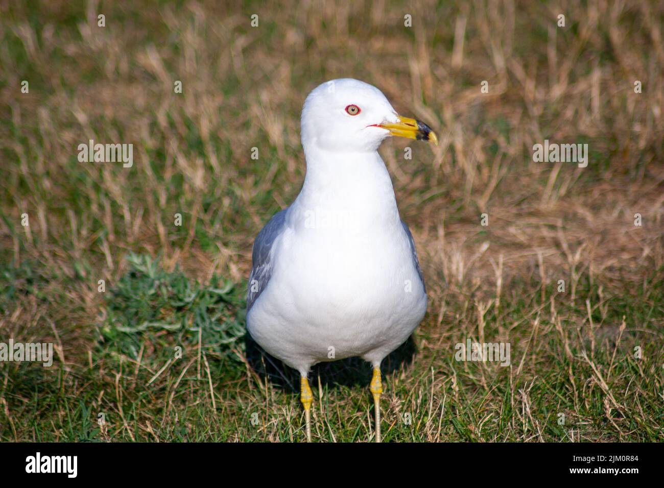 Un primo piano del gabbiano a forma di anello, Larus delawarensis. Foto Stock