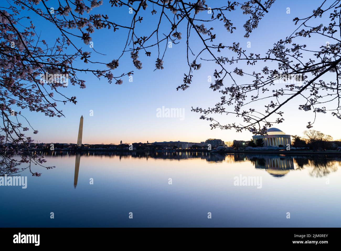 Una foto all'alba di un ramo fiorito di ciliegi al Tidal Basin con il Jefferson Memorial e il Washington Monument sullo sfondo. Foto Stock
