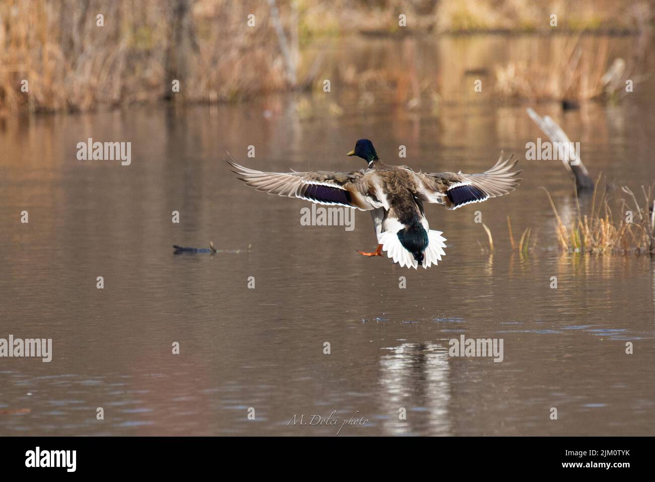 Un'oca che sorvola un lago in un parco Foto Stock