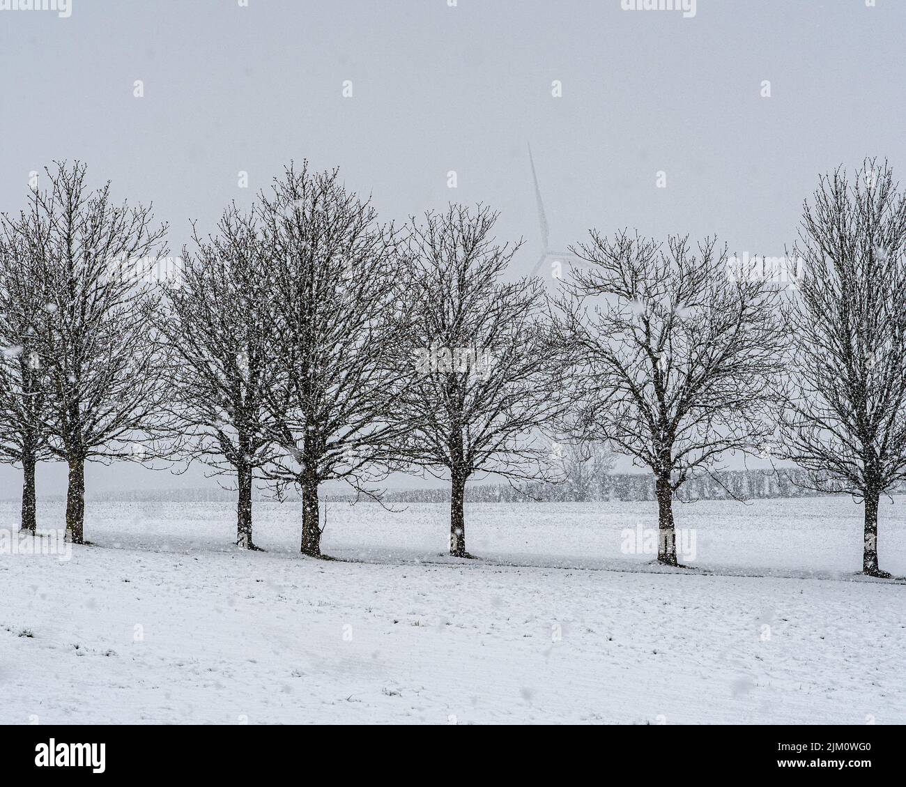 Nevicate su alberi nudi in un campo agricolo. Sullo sfondo, nella nebbia, una turbina eolica. Assens, Isola di Fyn, Danimarca, Europa Foto Stock