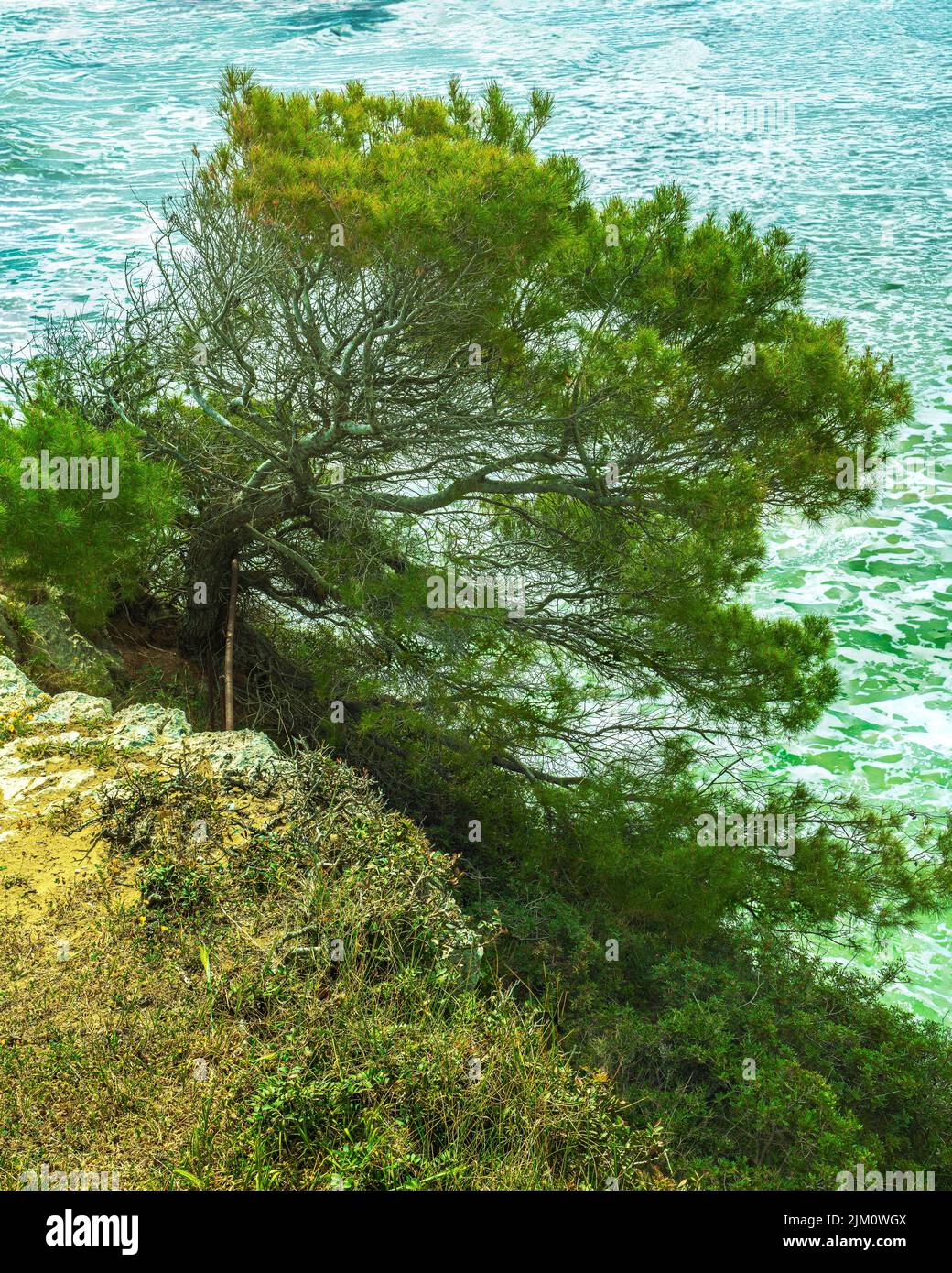 Pino Aleppo dalla macchia mediterranea lungo le mura intorno alla Baia di Sfinale nel Parco Nazionale del Gargano. Peschici, provincia di Foggia, Puglia Foto Stock