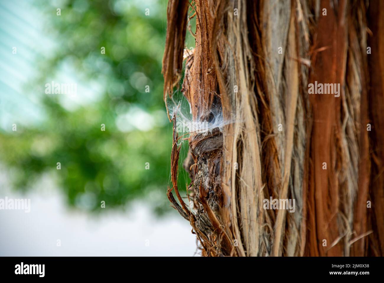 Una foto selettiva di una ragnatela di ragno su un albero nel parco di Draper, Draper, Utah, Stati Uniti Foto Stock