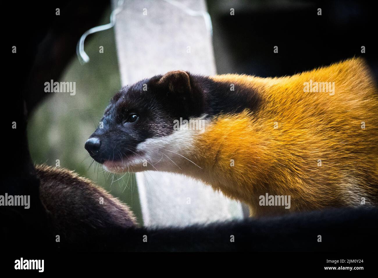 Un primo piano di un Kharza visto dal profilo guardando direttamente in avanti Foto Stock