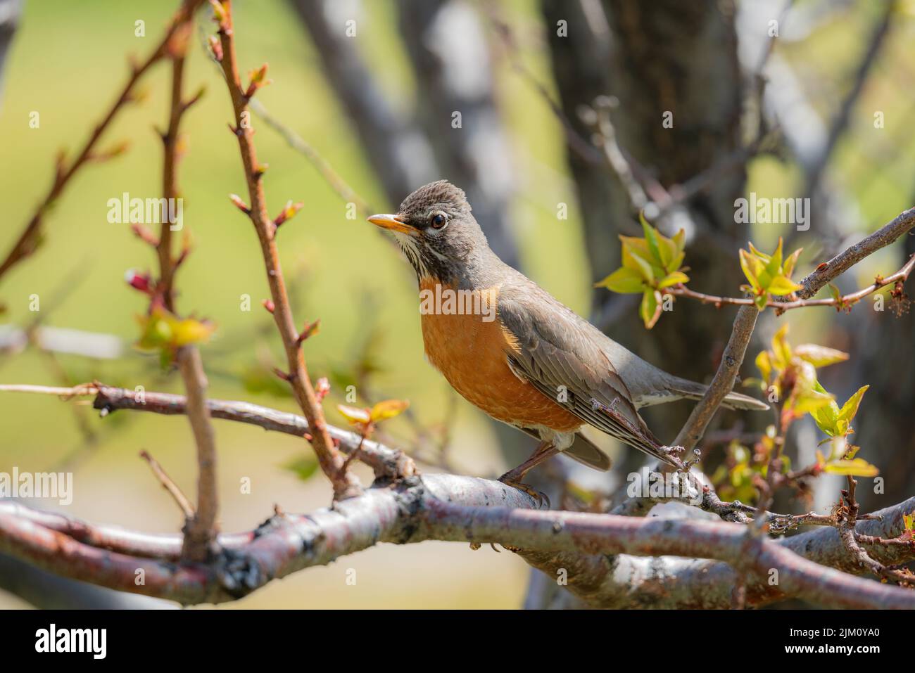 Un robin americano arroccato su un ramo in Washoe Valley, Nevada Foto Stock