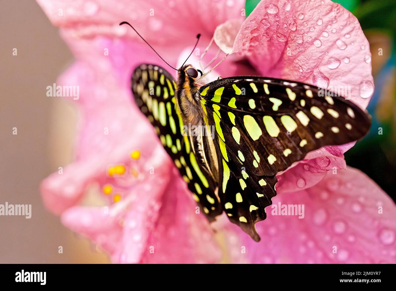 Un primo piano di una farfalla gialla nera macchiata su un fiore rosa bagnato Foto Stock