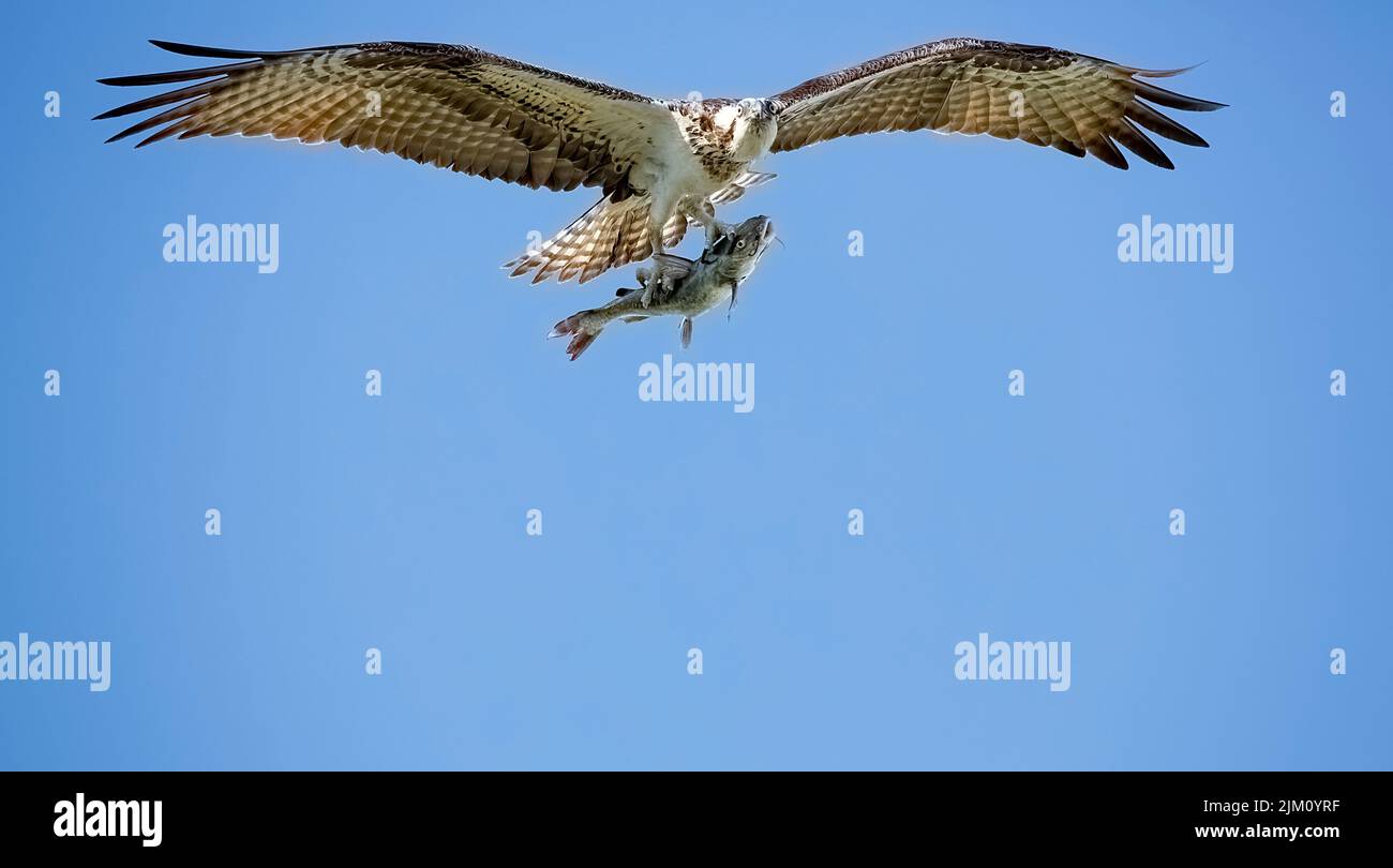 Primo piano di un falco pescatore che tiene un pesce con le sue artigli che volano in alto in un cielo blu senza nuvole Foto Stock