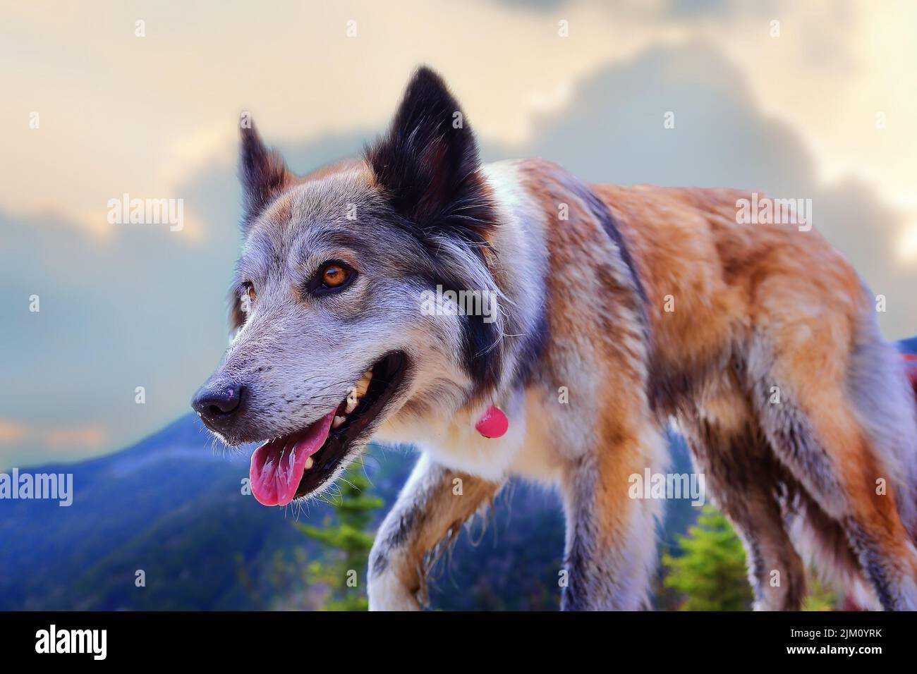 Un primo piano di un Wolfdog cecoslovacco con la lingua fuori, camminando contro gli alberi verdi Foto Stock