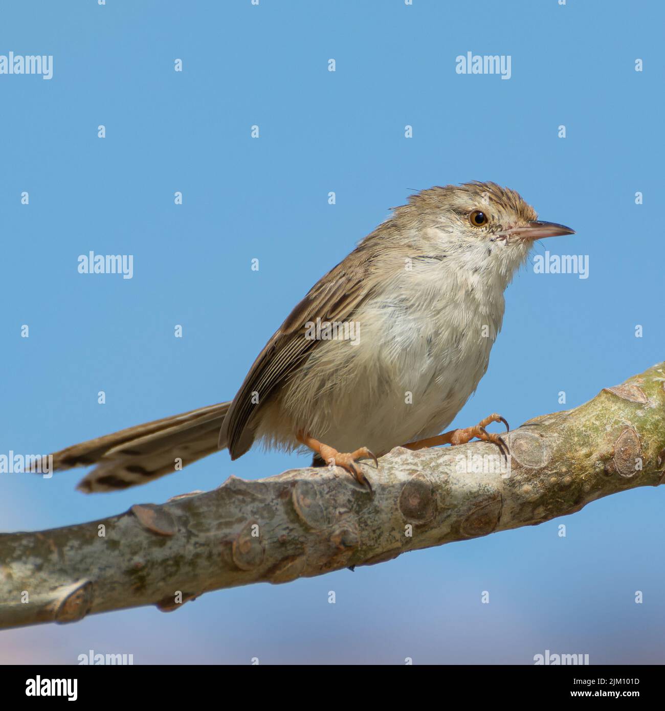 Un bel colpo di un delicato uccello prinia appollaiato su un ramo di albero contro il cielo blu in luce solare brillante Foto Stock