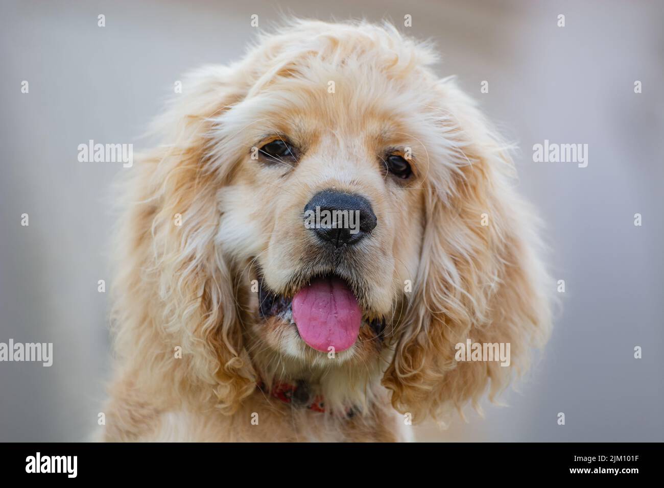 Un primo piano di un cane americano Cocker Spaniel alla luce del giorno con uno sfondo sfocato Foto Stock