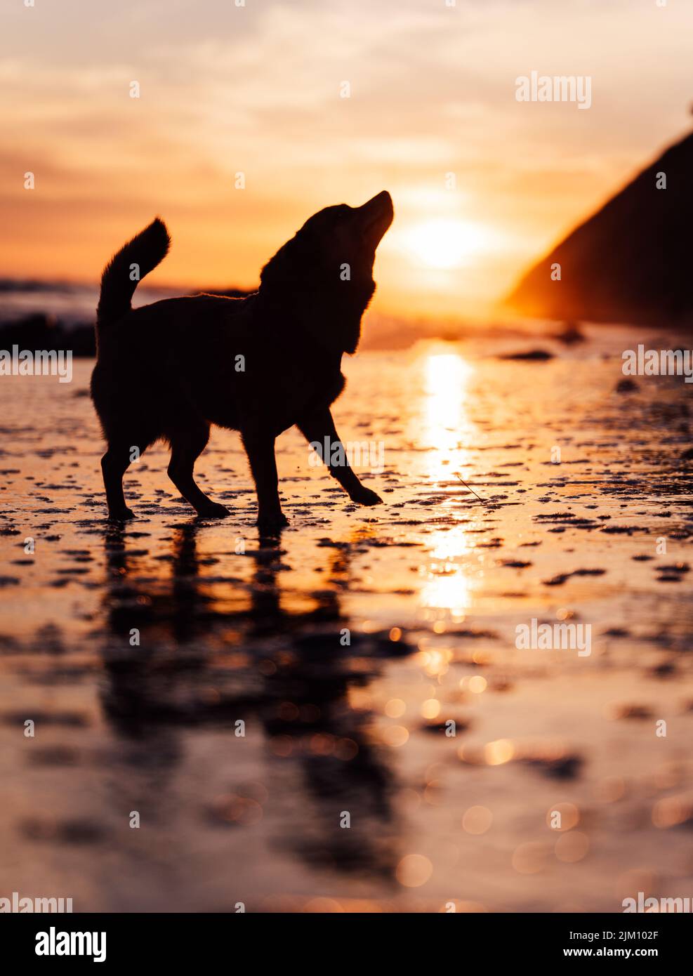 Una vista di silhouette di un cane chihuahua che cammina sulla spiaggia di Hendry contro il cielo crepuscolo durante un tramonto epico Foto Stock