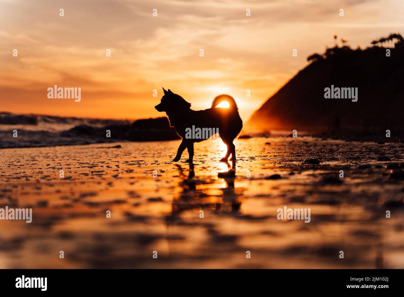 Una vista di silhouette di un cane chihuahua che cammina sulla spiaggia di Hendry contro il cielo crepuscolo durante un tramonto epico Foto Stock