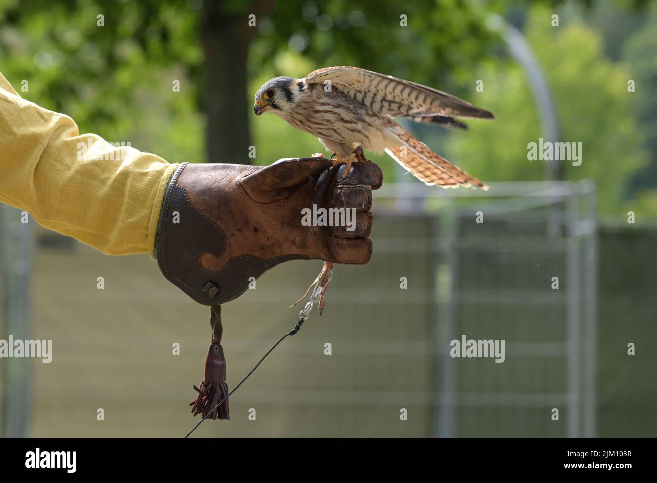 Falcon sul guanto in pelle di un falconer, tali uccelli sono addestrati per la caccia, spazio copia, fuoco selezionato Foto Stock