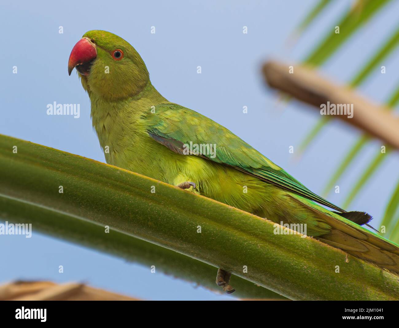 Una bella foto di un parakeet rosato arroccato su una palma verde fronte contro il cielo blu in una giornata di sole Foto Stock