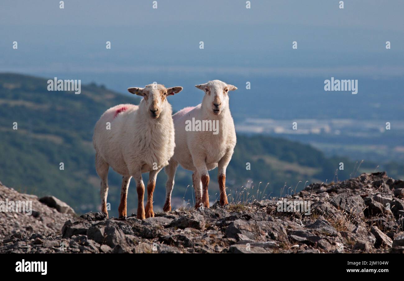 Coppia di pecore bianche, monte Minera, vicino a Wrexham, Galles Foto Stock