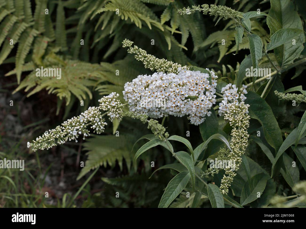 Buddleia bianco Foto Stock
