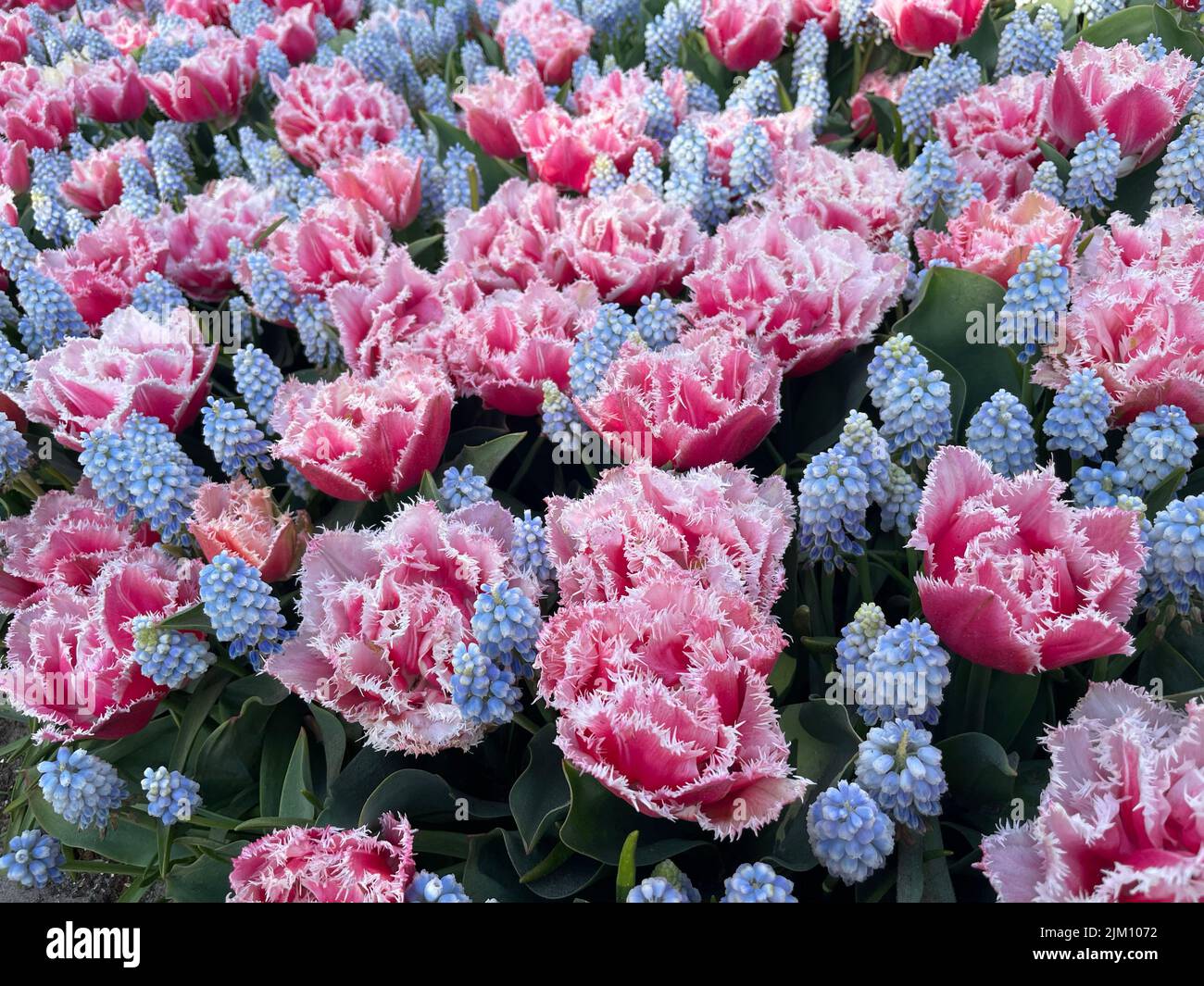 Una bella foto di colorati fiori di tulipani frangiati in un giardino di luce naturale Foto Stock