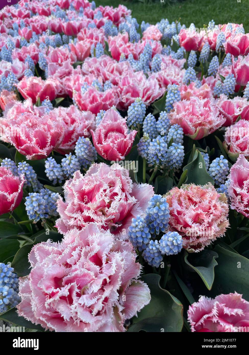 Un colpo verticale di fiori di tulipani frangiati con foglie verdi in un giardino di luce del giorno Foto Stock