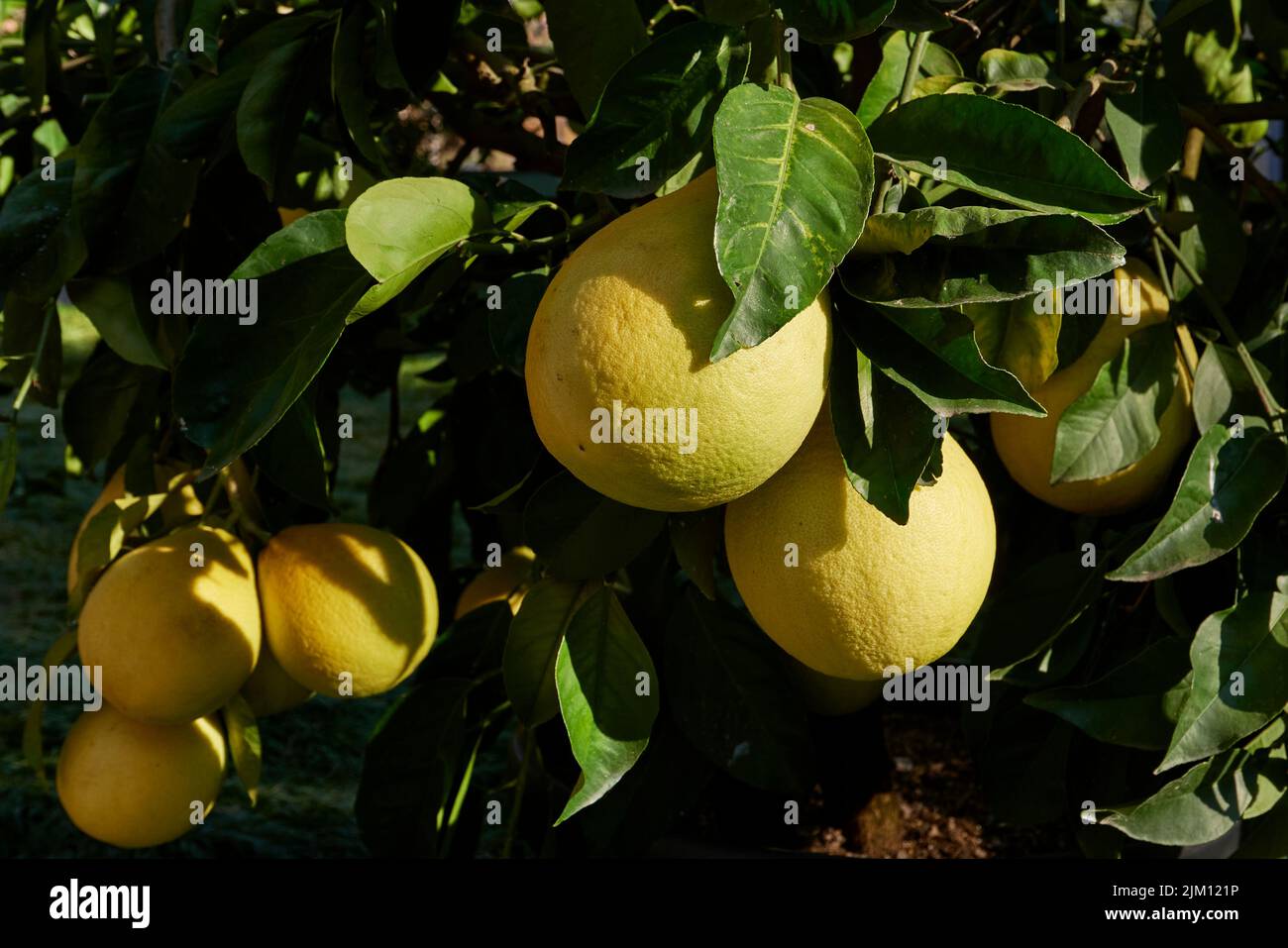 Citrus lumia ramo in primo piano Foto Stock