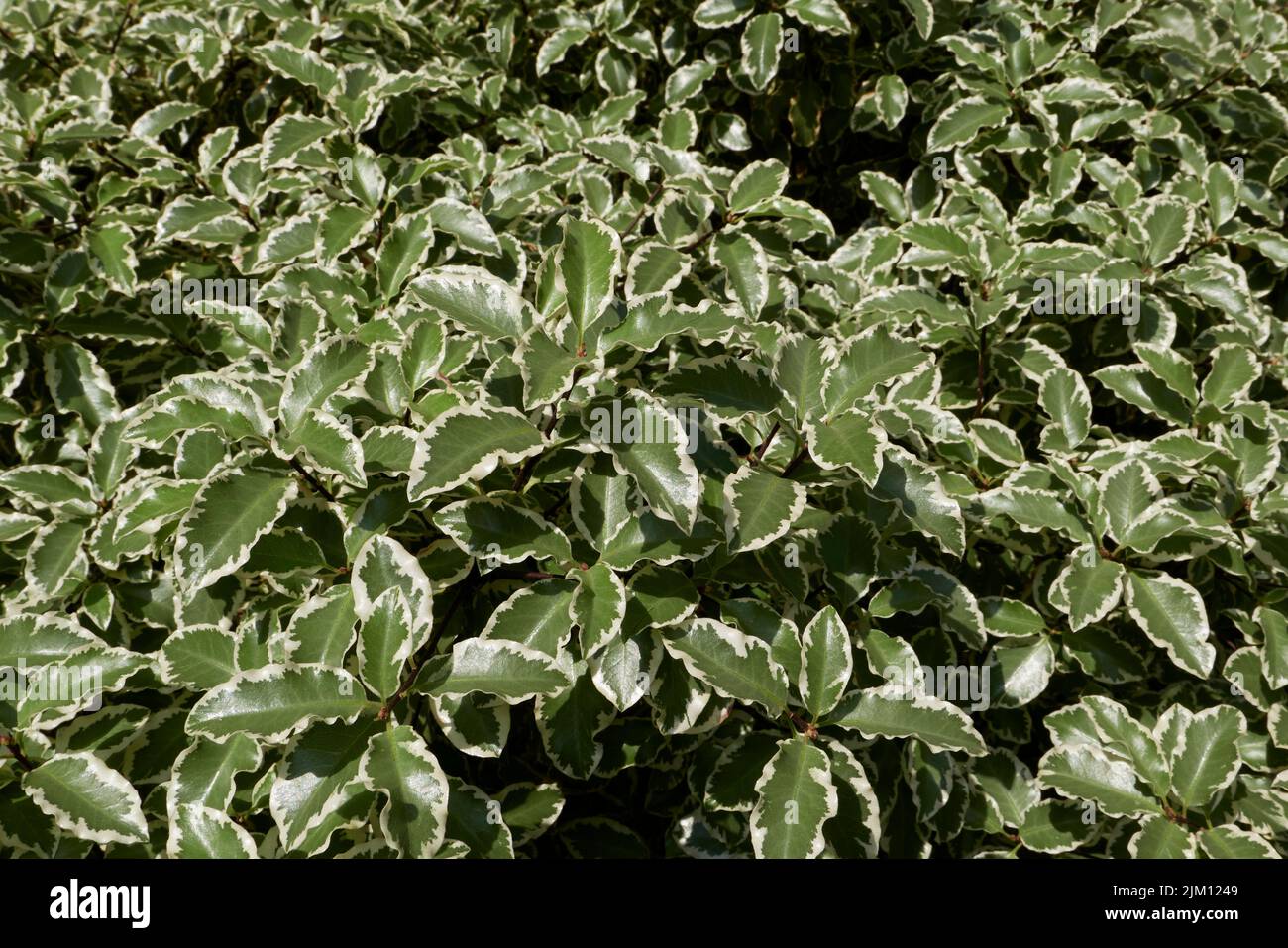 Pittosporum tenuifolium foglie variegate Foto Stock