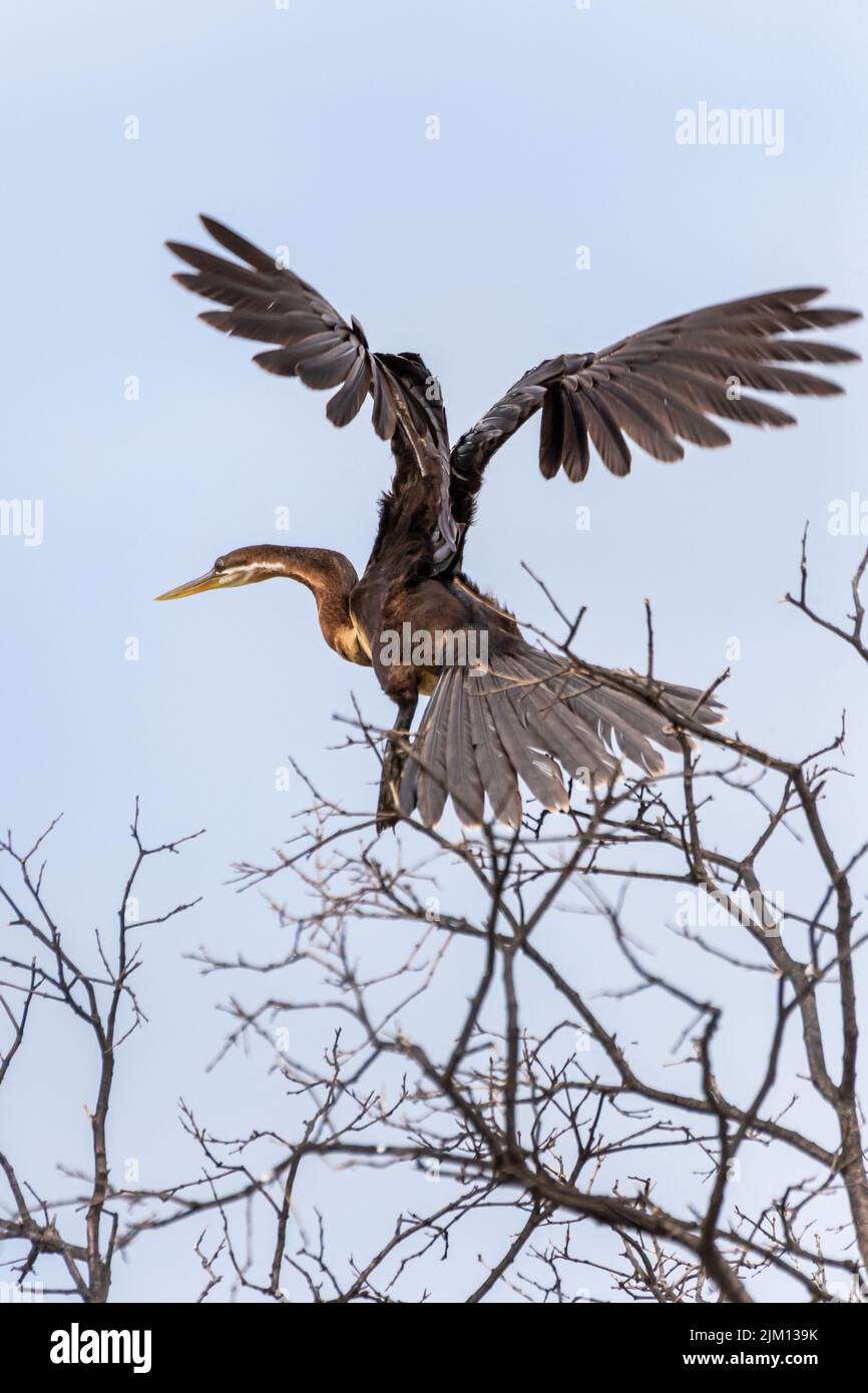 Maschio di Darte Africana, Anhinga rufa, Anhingidae, Parco Nazionale del Lago Baringo, Kenya Foto Stock