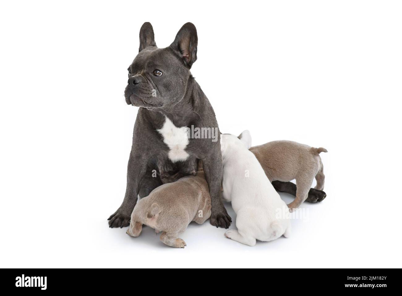 Cane Bulldog francese che allatta i suoi cuccioli su sfondo bianco Foto Stock