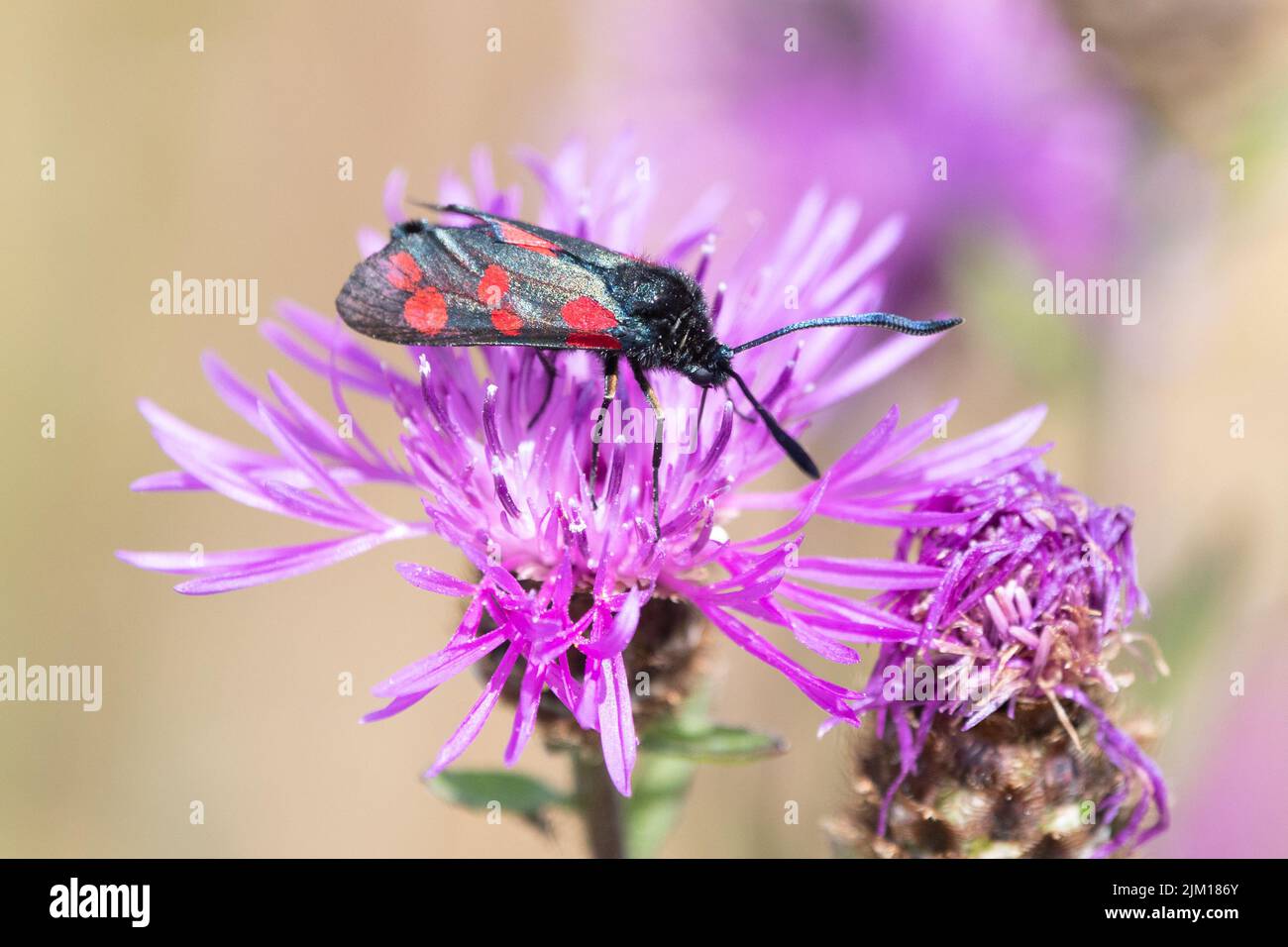 Burnett Moth (Zygaena filipendulae) a sei punti su maglia nel Kent Downs AONB, Inghilterra, Regno Unito Foto Stock