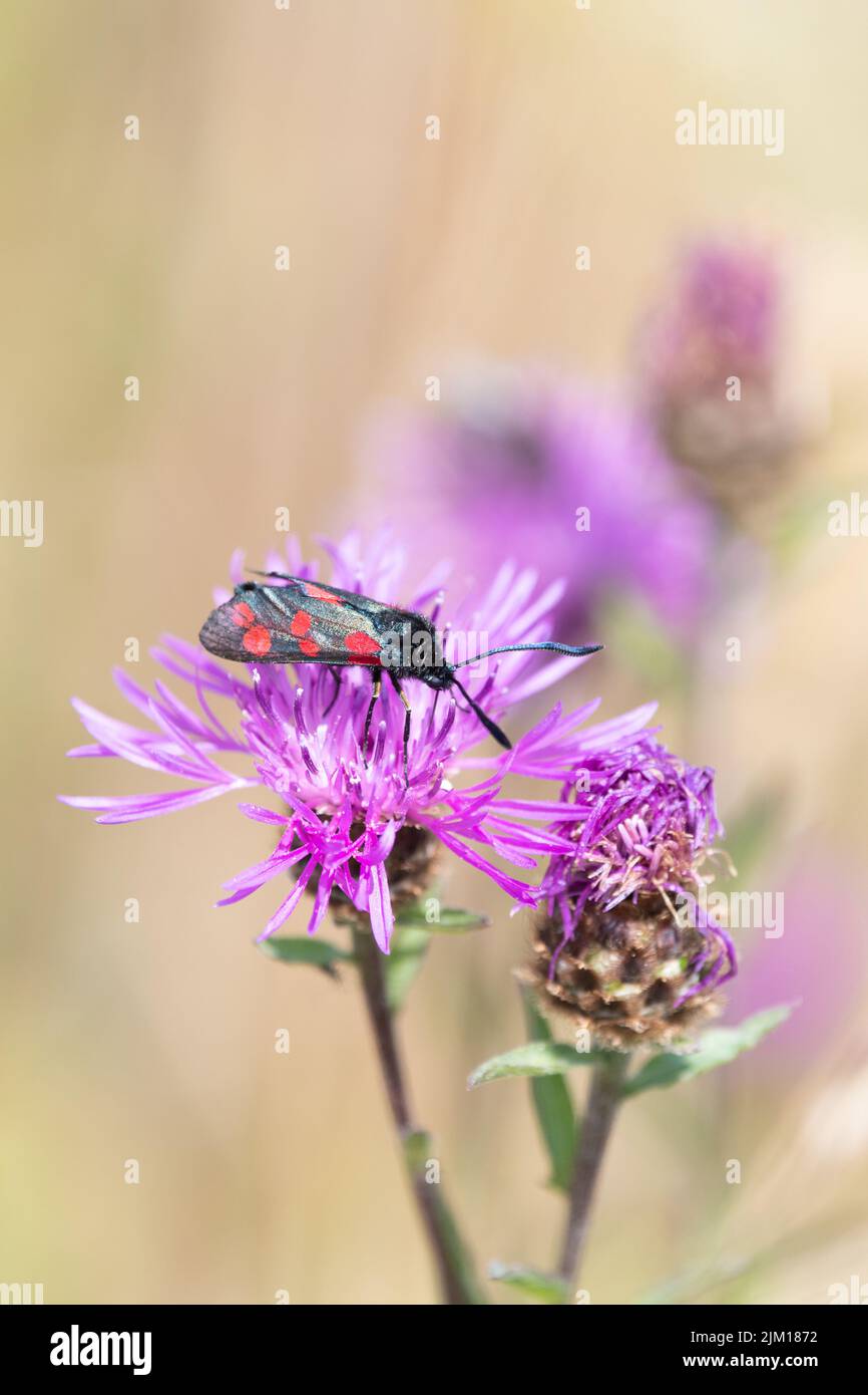 Burnett Moth (Zygaena filipendulae) a sei punti su maglia nel Kent Downs AONB, Inghilterra, Regno Unito Foto Stock