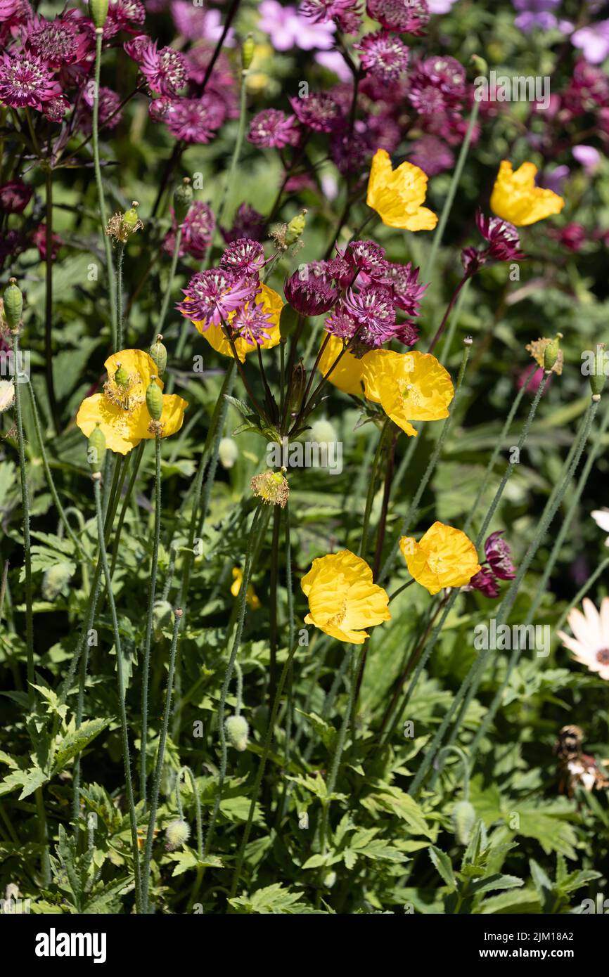 Papaveri californiani gialli e astantia rosa Foto Stock