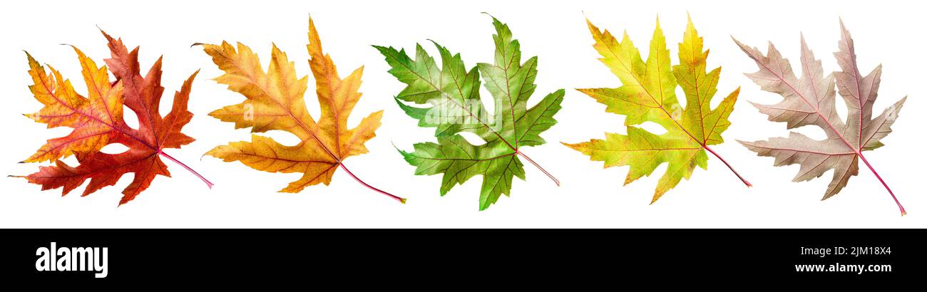 Cinque foglie d'acero autunnali di diversi colori isolate su sfondo bianco. Tracciato di ritaglio. Foto Stock